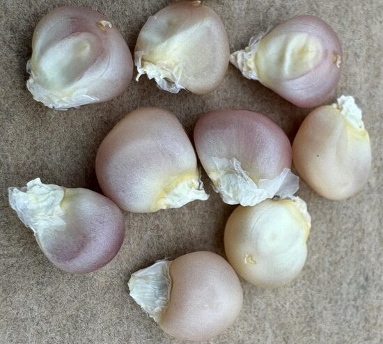 Kukurūza "Pink Pearls" sēkla